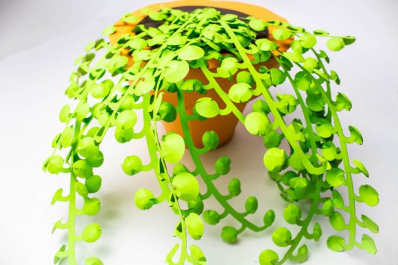Crafting Realism: Integrating the 3D Plant - String of Pearls Succulent into Your Creative Workflow